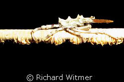 Xeno Crab at Lembeh.  Canon G9/Ikelite DS160 by Richard Witmer 
